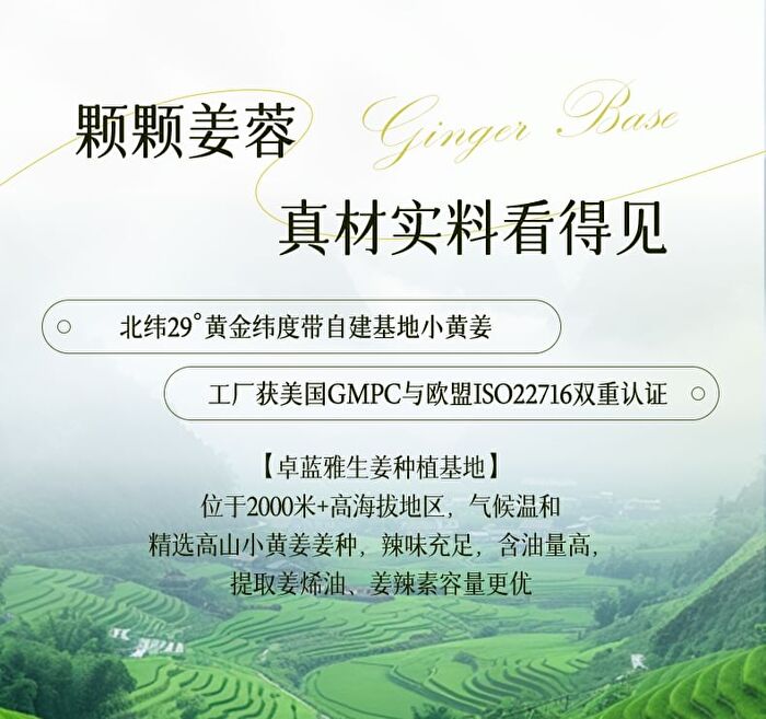 Zooly No.8 Ginger Scalp Soothing Massage Scrub - 300ml