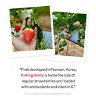Kingsberry Vita Night Cream - 50g