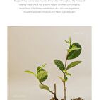 Beauty of Joseon Calming Serum Jumbo - 60ml