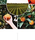 T\'else Red Orange Niacinamide Moisture Sun Cream - 50ml