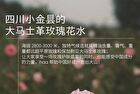 Rose Squalane Bubble Essence Oil - 8ml