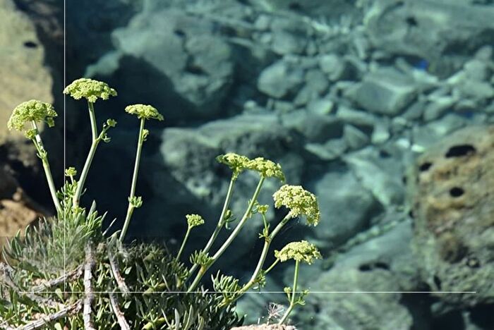 Sea Fennel Jade Stabilizing Essential Oil - 8ml