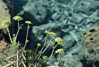 Sea Fennel Jade Stabilizing Essential Oil - 8ml