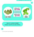 Bring Green Tea Tree Cica Tone-Up Sun Cushion - 2025 OTC Version - 15g