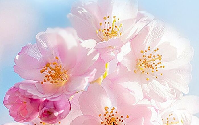 Bioaqua Fragrance Moisturising Sakura Hand Cream - #Hand Cream