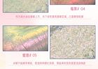 Magical Chameleon Single Eyeshadow - 8 Colors - #07 Dream Shadow - 1.8g