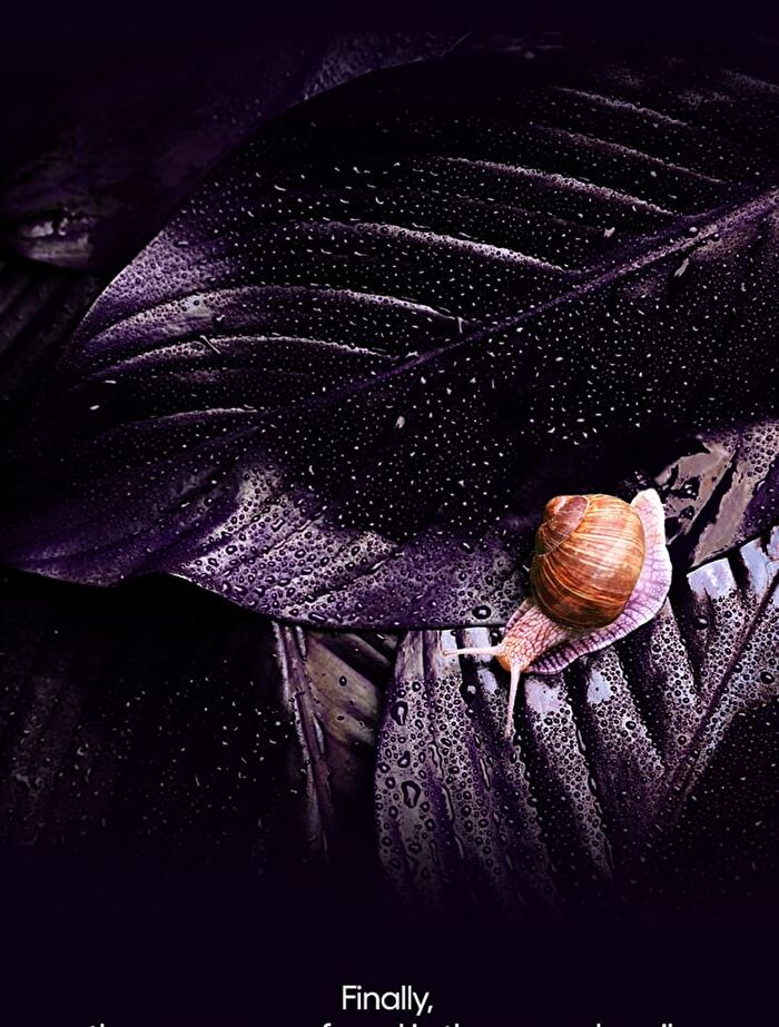 Snailperfection Cream - 50ml