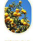 Citrus Yuja Vitalizing Lip Balm - 10g