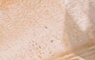 Perfumed Spa Scrub Body Wash - 3 Types - Botanical Berry