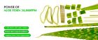 Aloe PDRN Calming Serum - 30ml