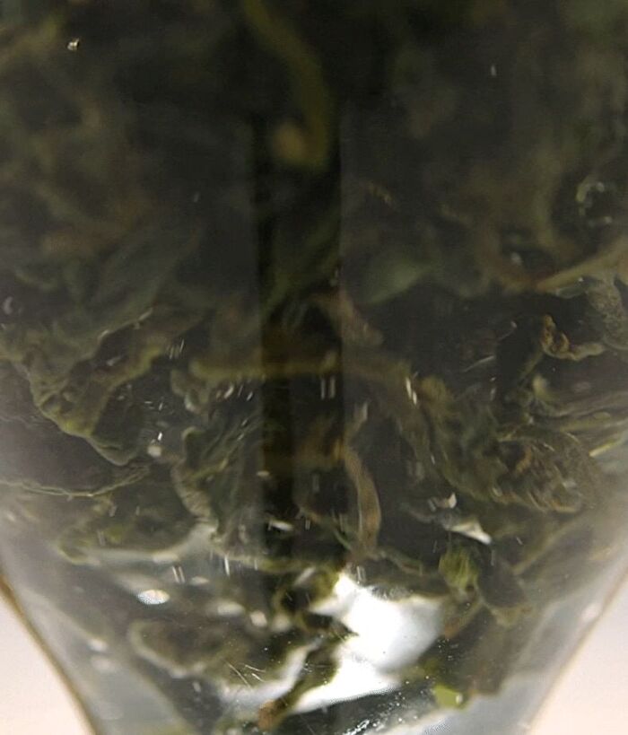 Vegan Kombucha Tea Essence In Gel Mask - 36g x 1 pc