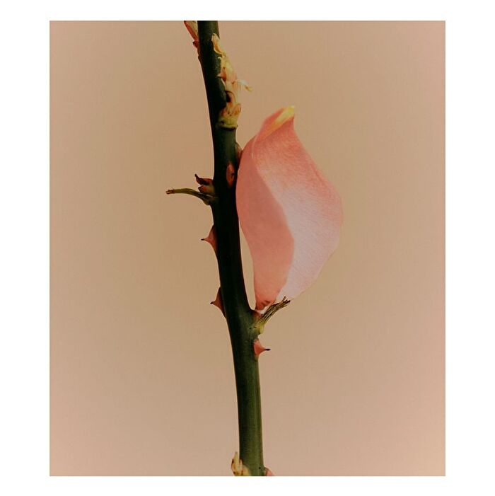 Body Wash Rose Picker - 300ml