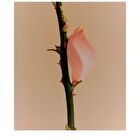 Body Lotion Rose Picker - 300ml