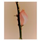 Body Oil Rose Picker - 100ml