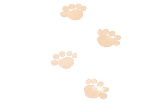 Into You M Lan Panda Long-Wear Cushion Foundation - 4 Shades - #M01 - 15g