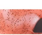 Seed Care Lip Scrub - 4 Types - #03 Muscat Dew