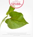 Heartleaf Calming Tone Up Sun Cream Mini - 25ml