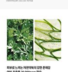 Original Herb Wormwood Pore Pad - 60 pads