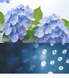 Jung Saem Mool BeginS Blue Hydrangea Hyaluronic Acid Moisturizing Toner - 300ml