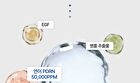 Active PDRN 50000 Rejuvenating Cream - 20g