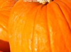 Foodology Prickly Pear & Pumpkin Tea - 2.5g x 20 packets