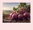 Foodology Red Beet And Ginger - 30g x 10 sticks