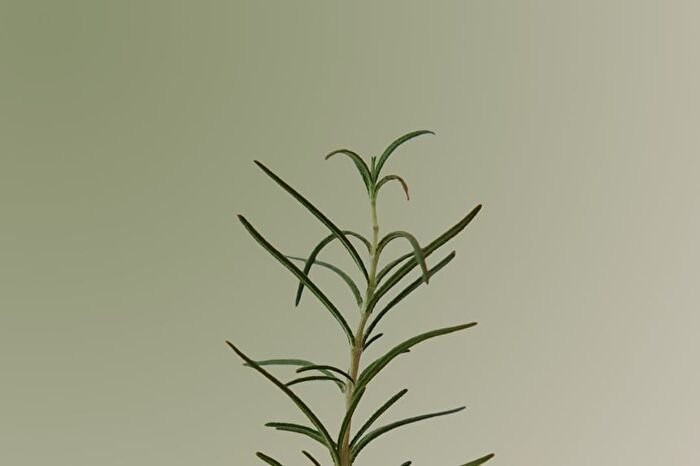 Aromatica Rosemary Scalp Scaling Shampoo Mini - 30ml