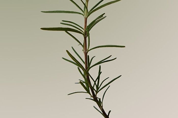 Aromatica Rosemary Scalp Scaling Shampoo Mini - 30ml