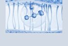 Foodology Jeltiful NMN Ampoule Jelly - 22g x 10 sticks