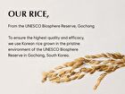 Rice Serum - 50ml