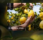 Foodology Olive Lemon Shot - 10 bottles
