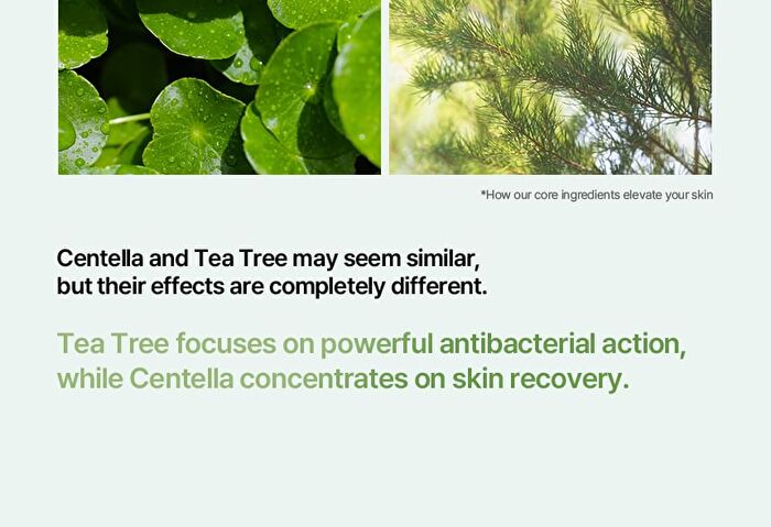 Hiffect Madeca Tea Tree Ampoule - 50ml