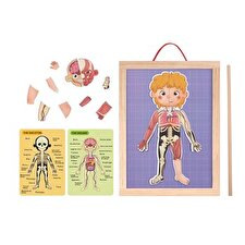 Tooky Toy Co Body Magnetic Chart 30x40x1cm
