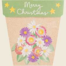 Gift of Seeds Christmas Native Daisies